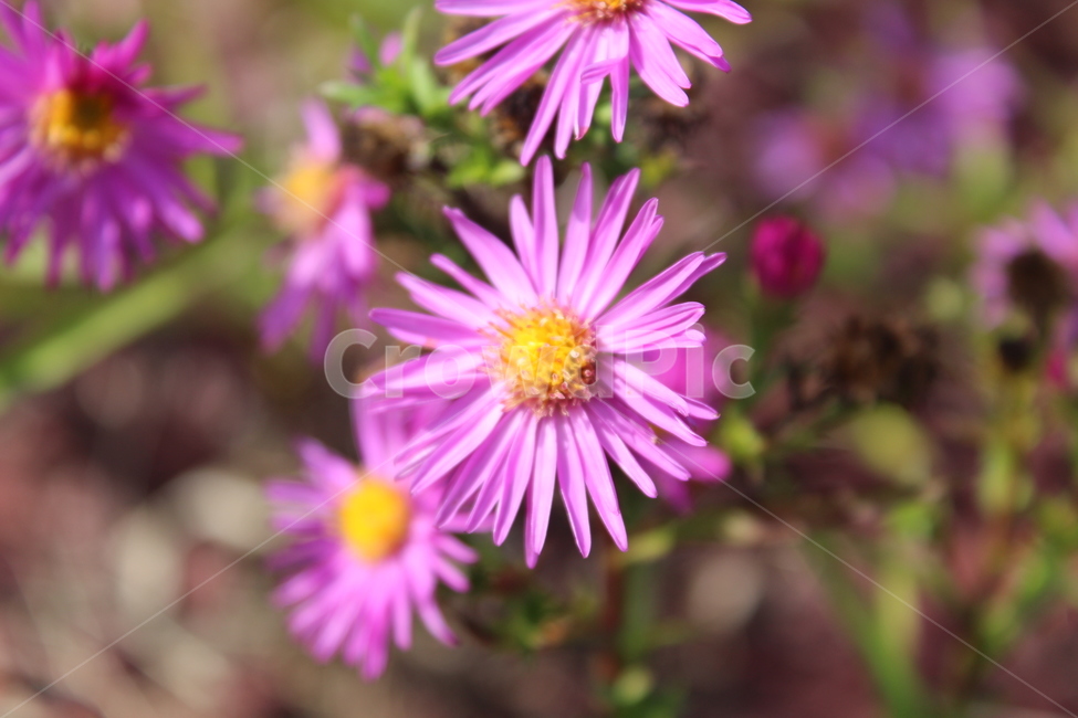 plant,식물,flower,blossom,꽃,식물,자연,plants,nature,꽃,flower