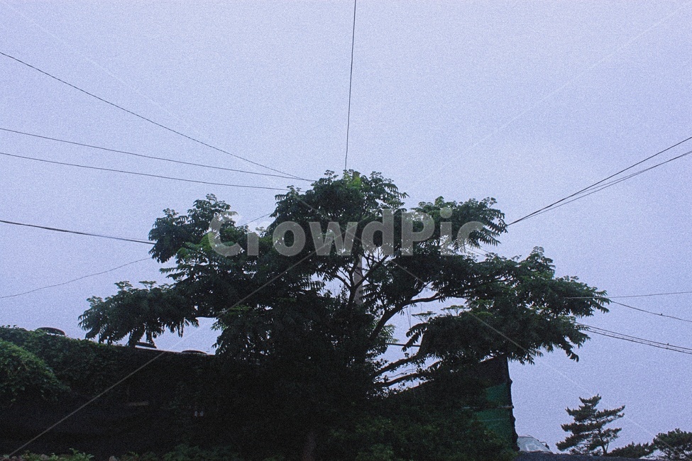 하늘,나무,자연,식물,초록,파란,그린,자연,풍경,nature,landscape,cable,케이블