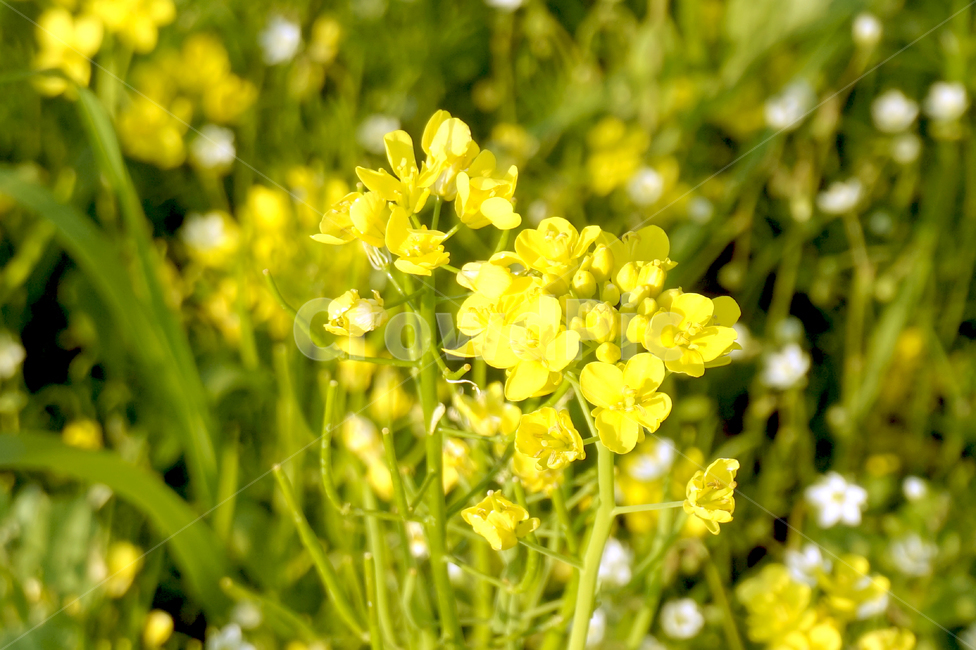유채꽃,꽃,노랑,자연,봄,꽃밭,flower,노란꽃,yellow,식물,자연,plants,nature,꽃,flower