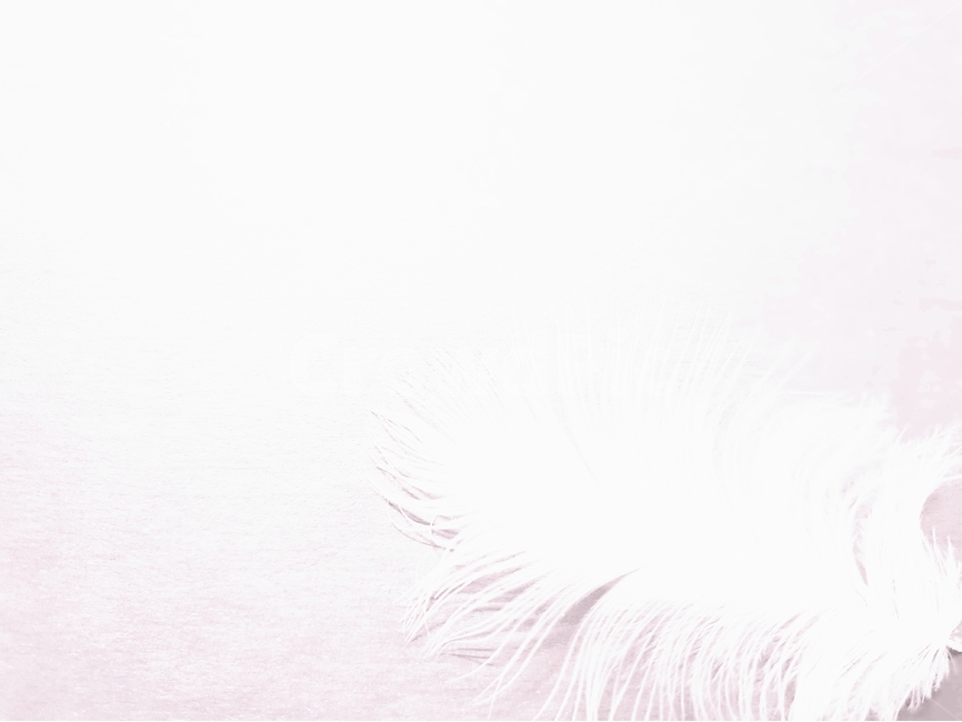 깃털,배경이미지,backgroundimage,털,새털,동물,배경,배경화면,색감,바탕,텍스쳐,질감,패턴,이미지,빈공간