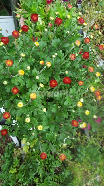 봉우리,초록이,힐링,꽃,자연,숲,식물,자연,plants,nature,꽃,flower