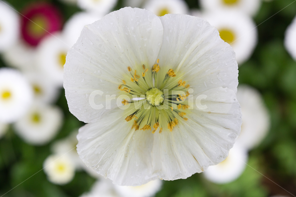 흰꽃,봄꽃,청아함,자연,차분함,식물,자연,plants,nature,꽃,flower