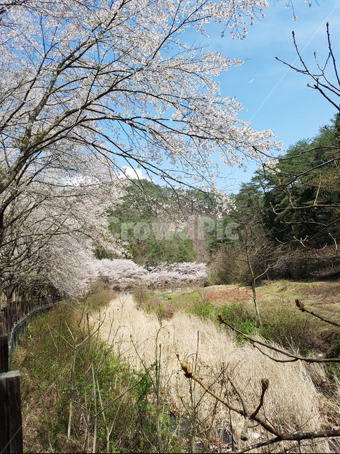 봄,계절,자연,벗꽃,벗꽃축제,벗꽃나무,봄,계절,spring,season