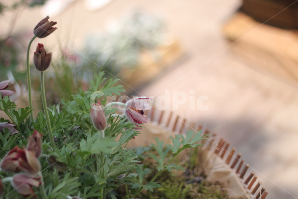 할미꽃,원예,꽃,꽃밭,식물,flower,colorsense,plants,색상,색채,색깔,색감,이쁜꽃,자연,nature,화분,빛,보라색꽃,식물,자연,plants,nature,꽃,flower