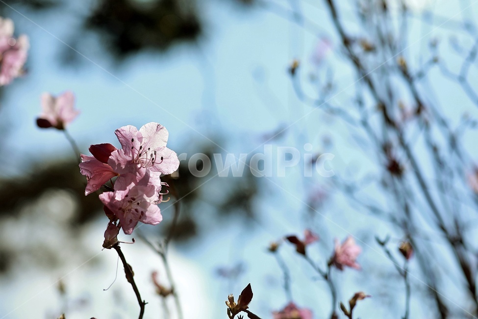 홍매화,flower,pink,tree,apricotflower,purple