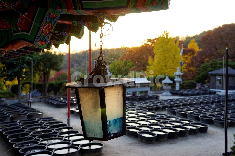 절,사찰,등,나무,전통건축물,한국전통,한국문화,korean traditional,korean culture