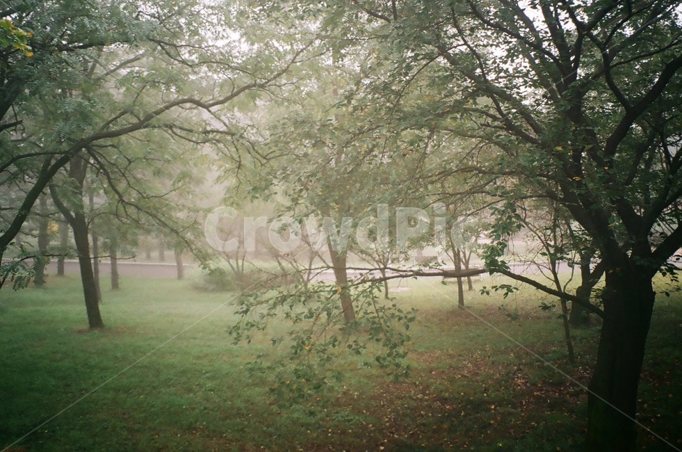 안개,나무,자연,새벽,필름사진,자연,풍경,nature,landscape,weather,날씨,fog