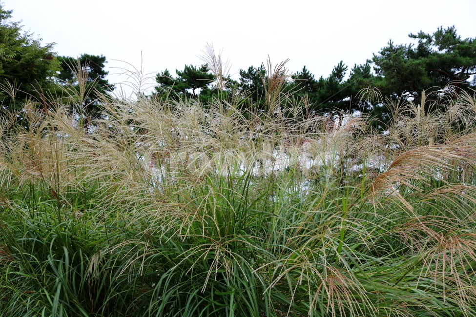 억새,풀,억새풀,식물,자연,들풀,두영,가을,식물,자연,plants,nature