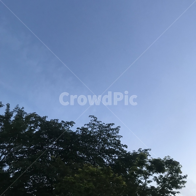 저녁,하늘,나무,sky,tree,evening,blue,green