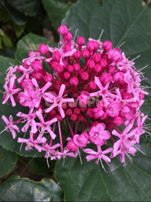 flower,꽃,자연,nature,꽃누리장나무,식물,자연,plants,nature,꽃,flower