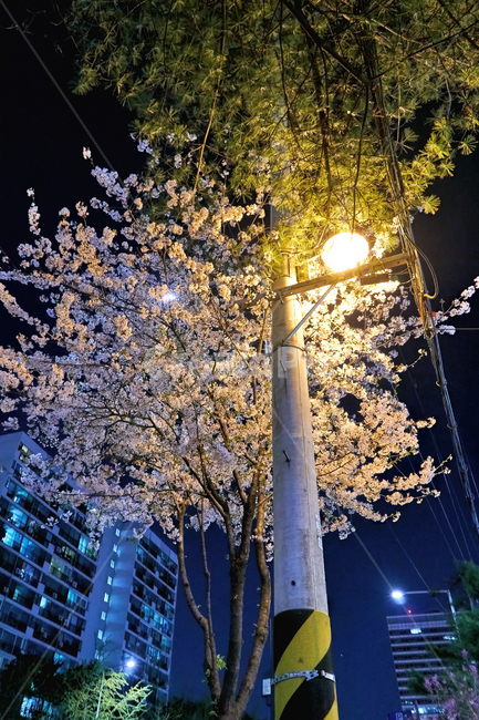 light,빛,flare,플레어,plant,tree,나무,식물