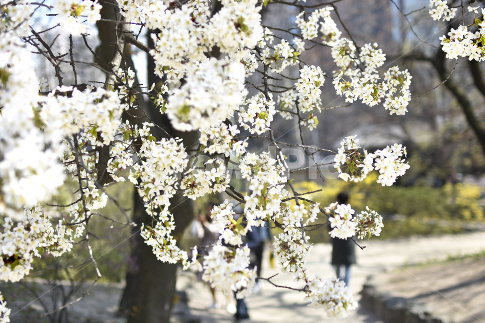 plant,식물,blossom,flower,꽃,cherryblossom,벚꽃