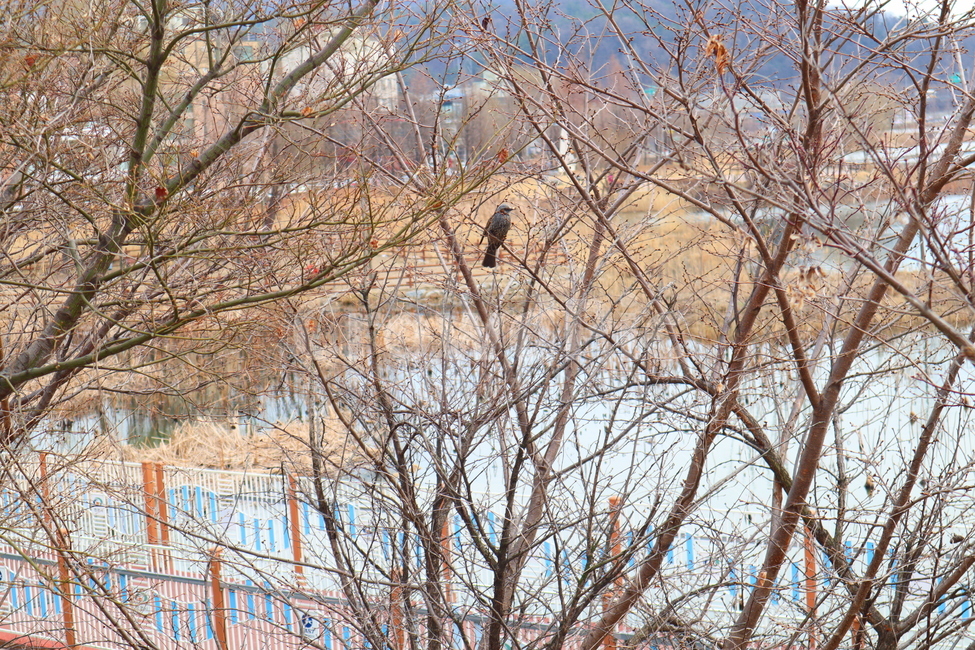 작은새,새,나무,호수,산책로,자연,풍경,nature,landscape,animal,동물,bird