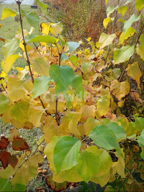 단풍,잎,나뭇잎,식물,나무,tree,leaf,plant,식물,자연,plants,nature