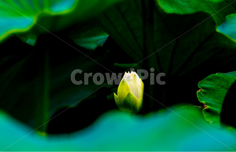 연꽃,연잎,문양,무늬,습지,식물,자연,plants,nature,꽃,flower