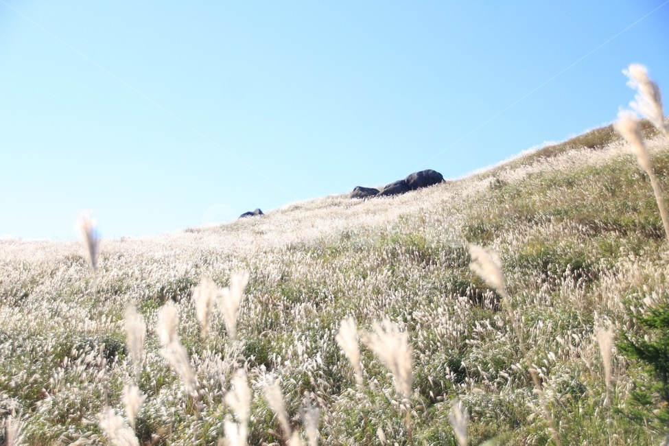 식물,억새,황매산,합천,가을풍경,가을,계절,fall,autumn,season,자연,풍경,nature,landscape,slope,경사,grassland,목초지,field,들,outdoors,옥외