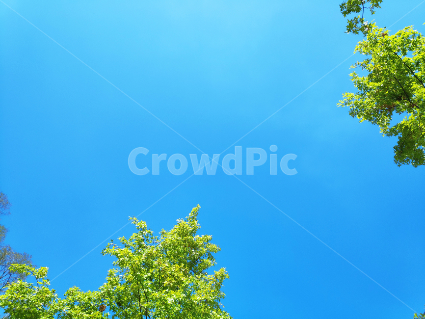 하늘,나무,그린,sky,trees,green,자연,풍경,nature,landscape