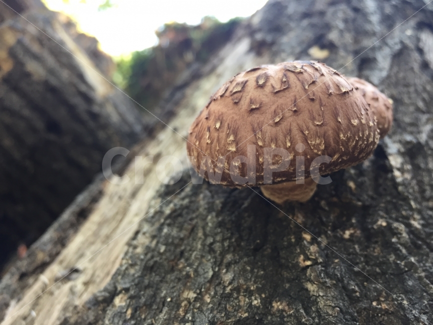 표고버섯,버섯,숲속,자연산,버섯재배,자연,버섯,mushroom