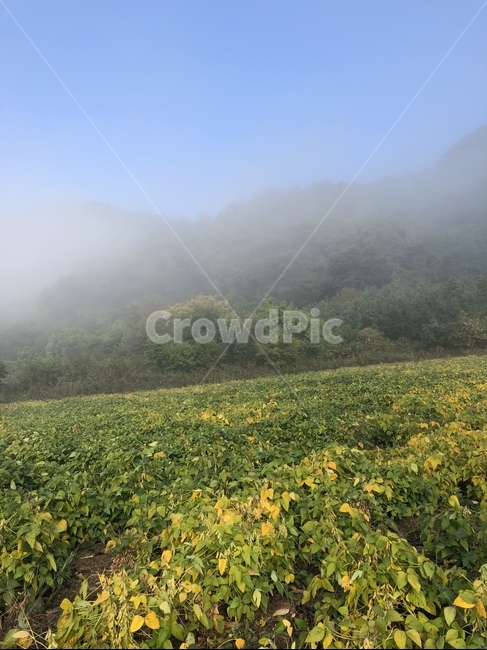 세벽,안계,선,풍경,하늘,자연,풍경,nature,landscape,outdoors,옥외,grassland,목초지,field,들