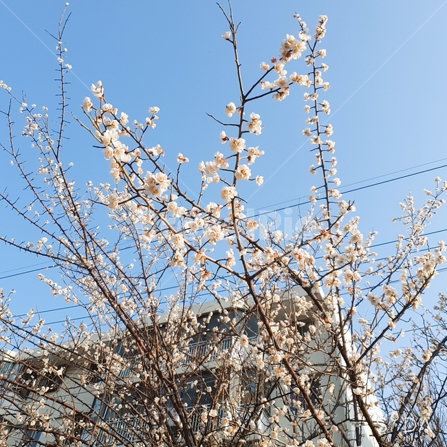 plant,식물,꽃,flower,매화,나무