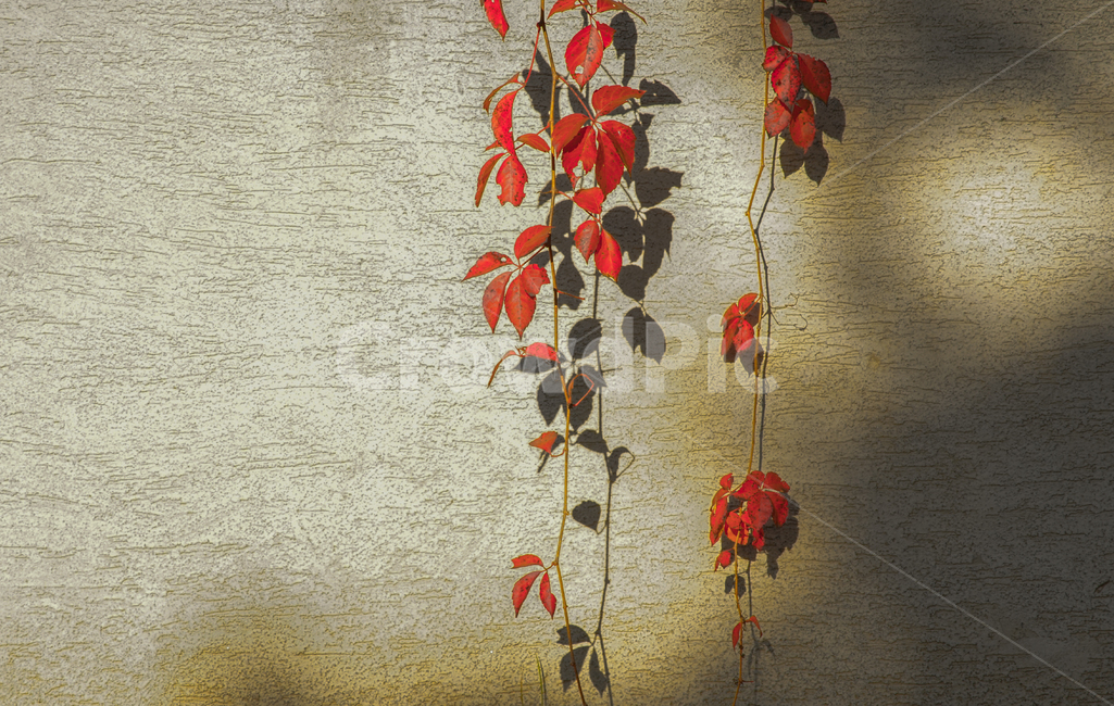 가을,단풍,추색,계절,자연,넝쿨,식물,가을,계절,fall,autumn,season,감성,sensible,feeling,plant,leaf,잎