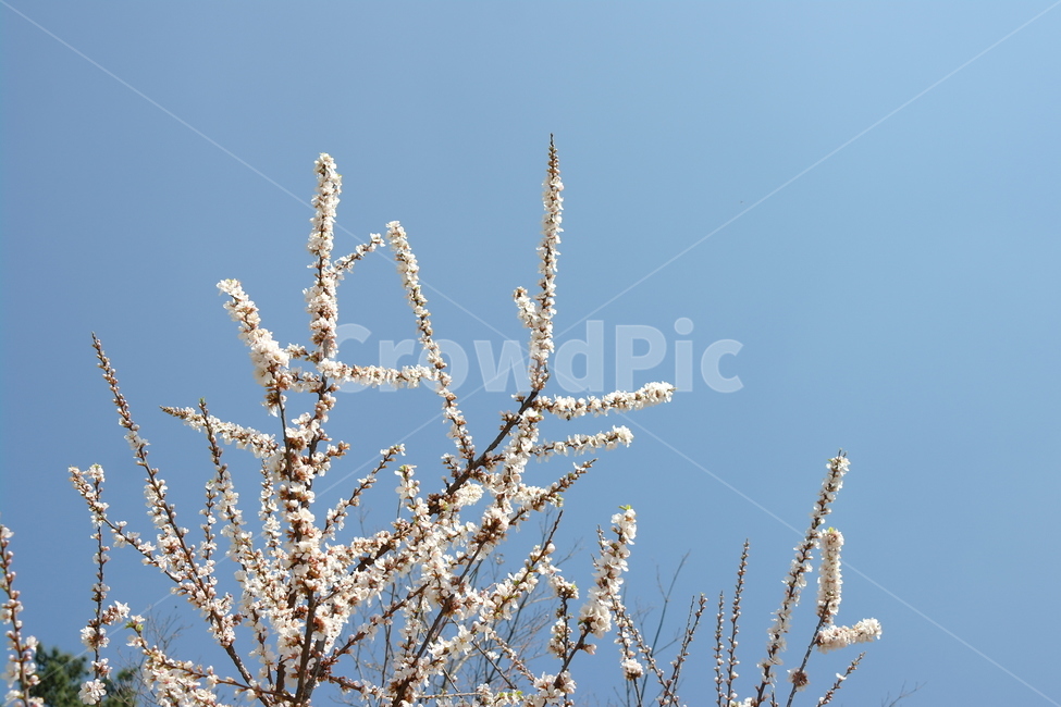 자연,풍경,꽃,하늘,풀,봄,계절,spring,season,식물,자연,plants,nature,꽃,flower,outdoors,옥외,ice,빙