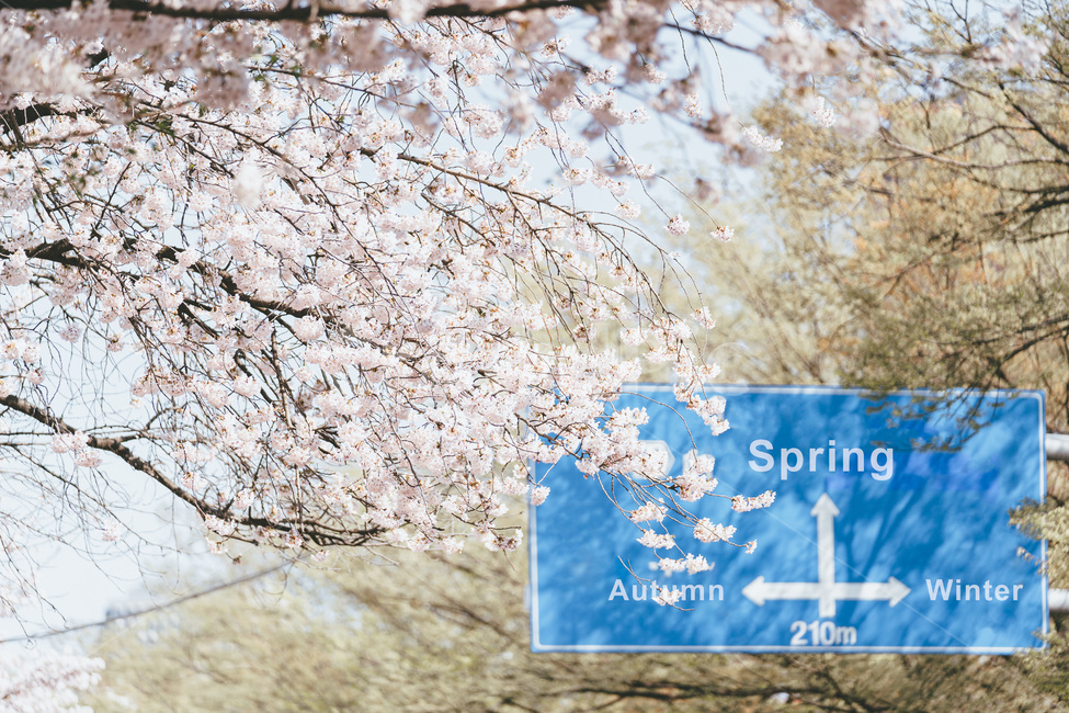 봄,벚꽃,꽃,나무,벚꽃축제,봄꽃,blossom,cheeryblossom,사쿠라,sakura,plant,식물,봄,계절,spring,season