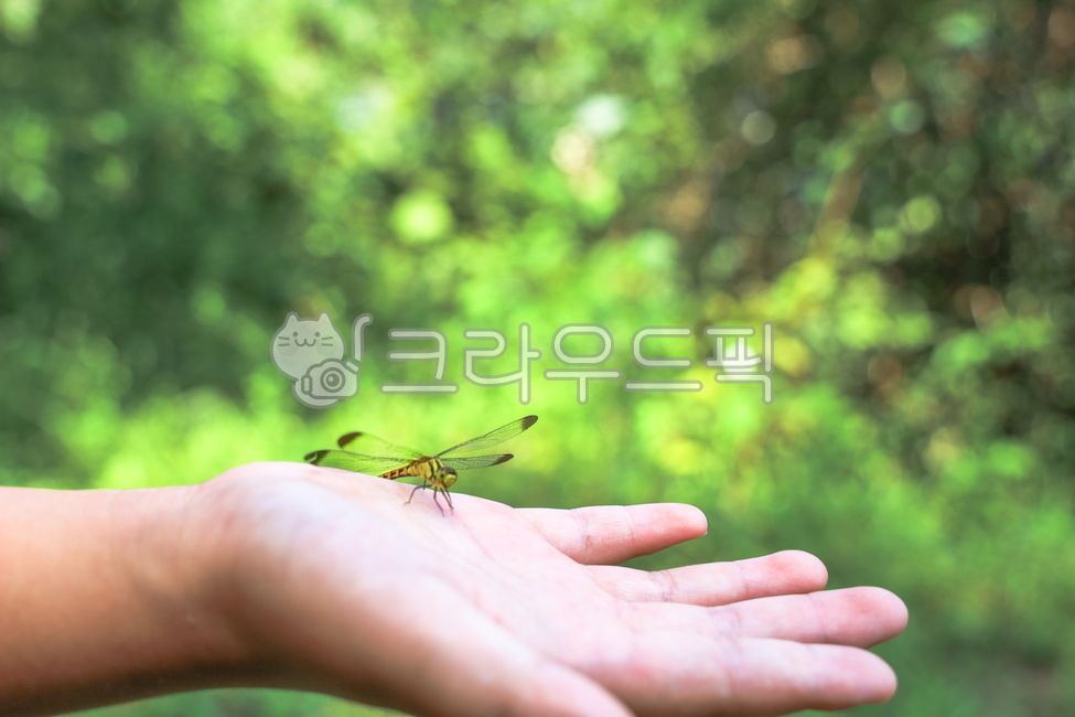 잠자리,손,고추잠자리,가을,가을풍경,계절,무척추동물,동물,animal,insect,invertebrate,곤충,season,autumn,bug,시골,hand,손가락,finger,숲