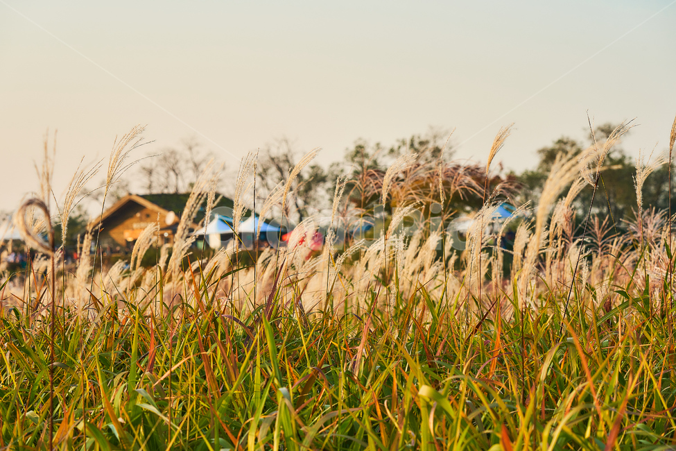 억새,하늘공원,하늘,여름,식물,자연,갈대,자연,풍경,nature,landscape,grass,잔디,plant,lawn,reed