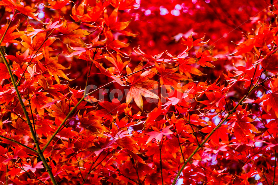 단풍,단풍나무,가을단풍,단풍잎,maple,foliage,가을,계절,fall,autumn,season,leaf,잎,plant,식물,tree,나무