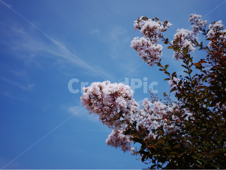 식물,꽃,하늘,나무,구름,식물,자연,plants,nature,꽃,flower
