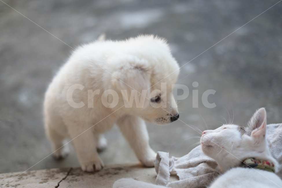 개와고양이,개,고양이,빛모아농원,동물,멍멍이,야옹이,궁댕이아기,나비,달이,바라보기,귀여운동물,동물,animal,포유류,mammal,고양이,cat,kitten,kitty,개,강아지,dog,doggy