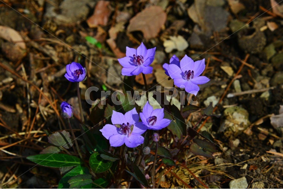 flower,blossom,꽃,plant,식물,깽깽이풀,깽깽이풀꽃