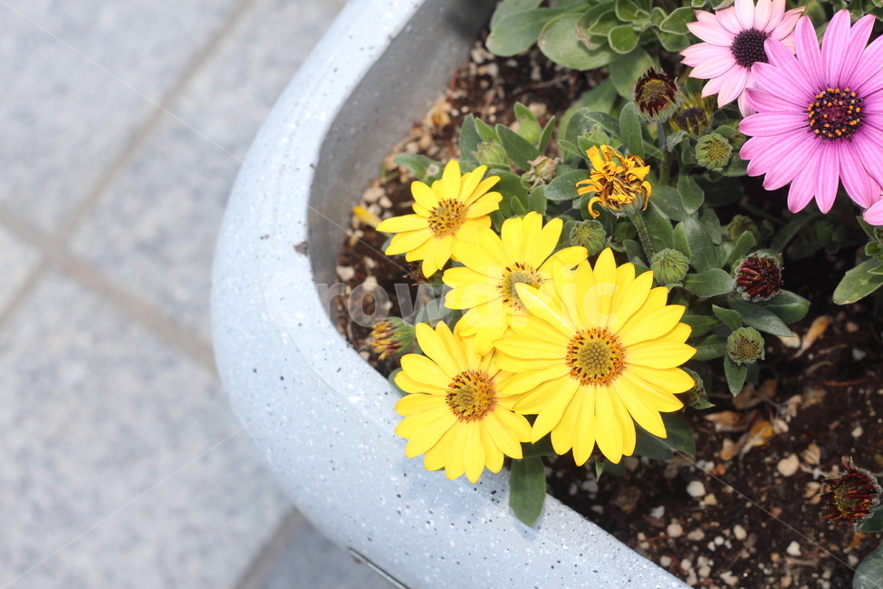 꽃,봄꽃,식물,flower,plants,봄,계절,spring,season,식물,자연,plants,nature,꽃,flower,plant