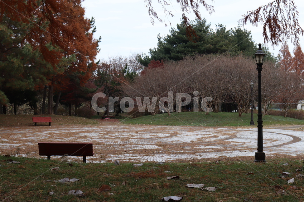 ground,바닥,소나무,솔잎,잎,공원,자연,낙옆,가을,fall,brown,autumn,솔,쓸쓸함,외로움,bench,벤치,furniture,가구,plant,나무,tree,식물,풍경