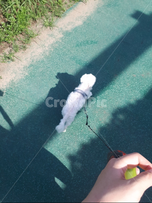 강아지,산책,동물,반려동물,귀여움