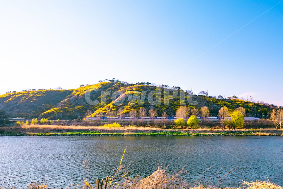 응봉산개나리,응봉산,개나리,응봉산개나리반영,중랑천개나리,봄,계절,spring,season,자연,풍경,nature,landscape,water,물,outdoors,옥외