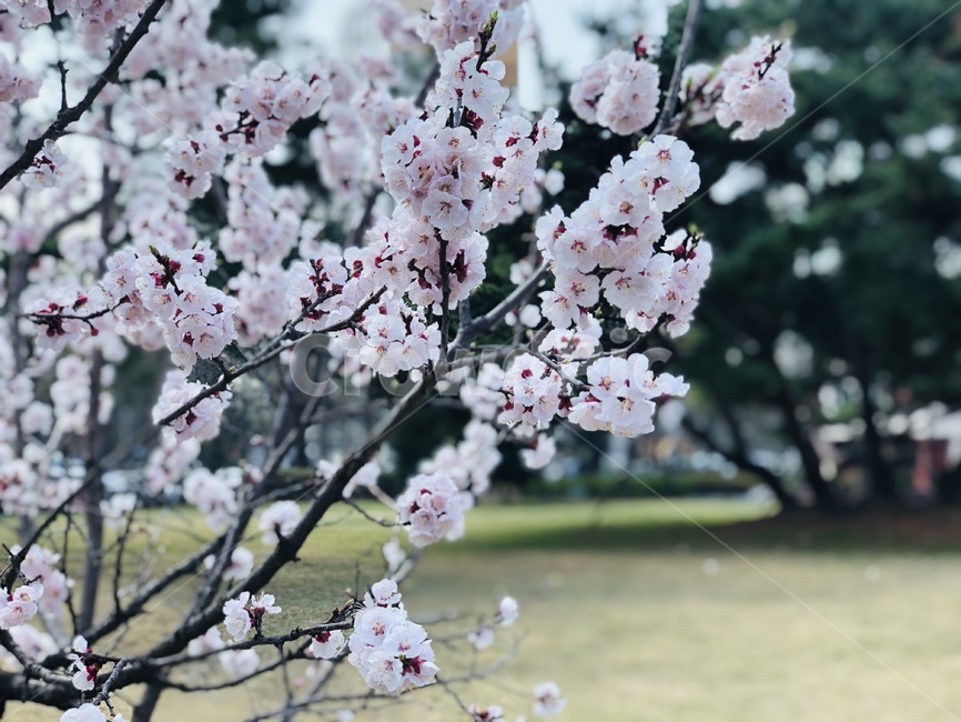 flower,cherryblossoms,spring,꽃,봄,벚꽃,plant,식물,blossom,나무,tree