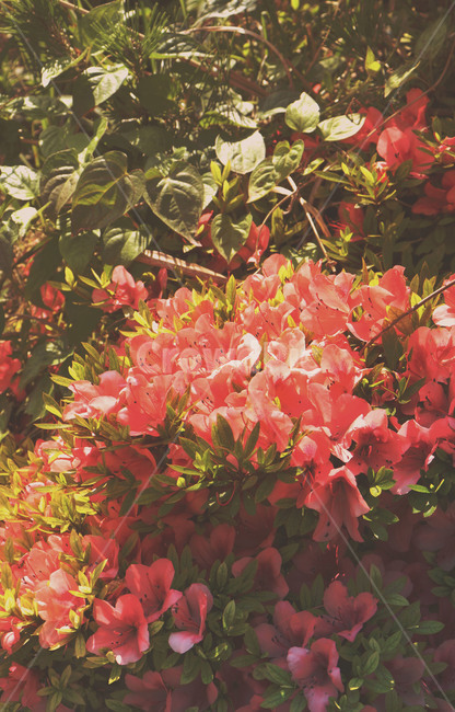 plant,식물,꽃,flower,영산홍