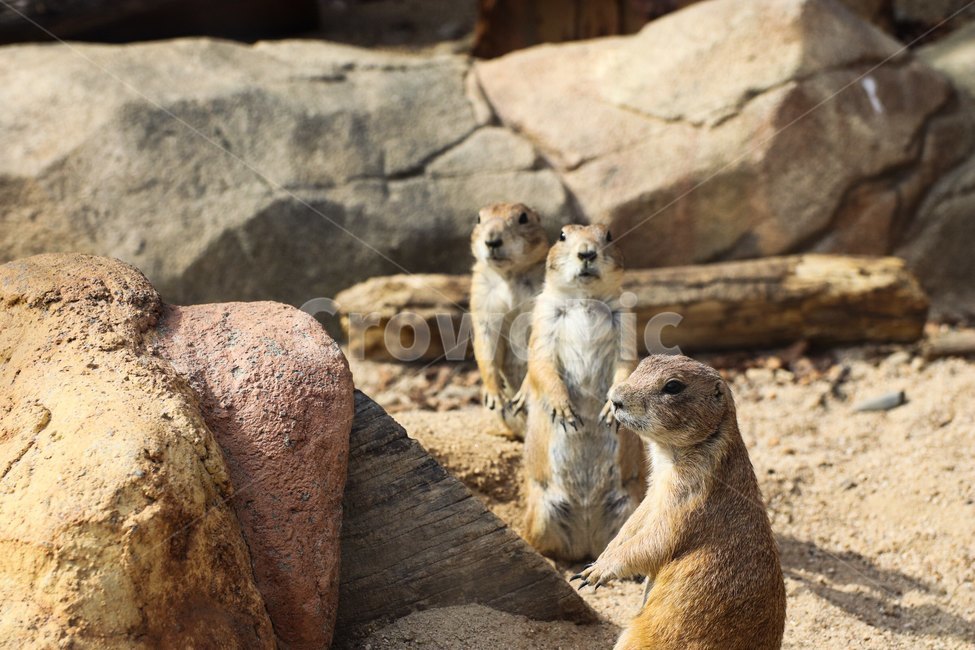 animal,동물,zoo,동물원,설치류,동물,animal,포유류,mammal