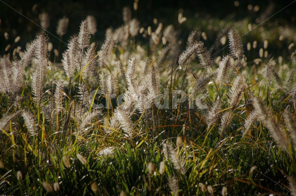 가을,미니억새,자연,식물,감성,자연풍경,풍경,nature,autumn,season,emotion,식물,자연,plants,nature