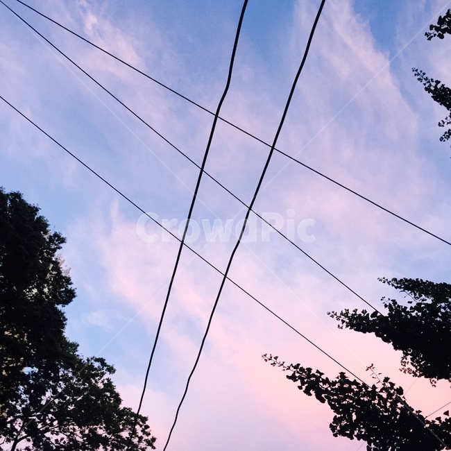 하늘,구름,전기줄,나뭇잎,분홍구름,자연,해질녘,분홍하늘,자연,풍경,nature,landscape,utility pole,전신주