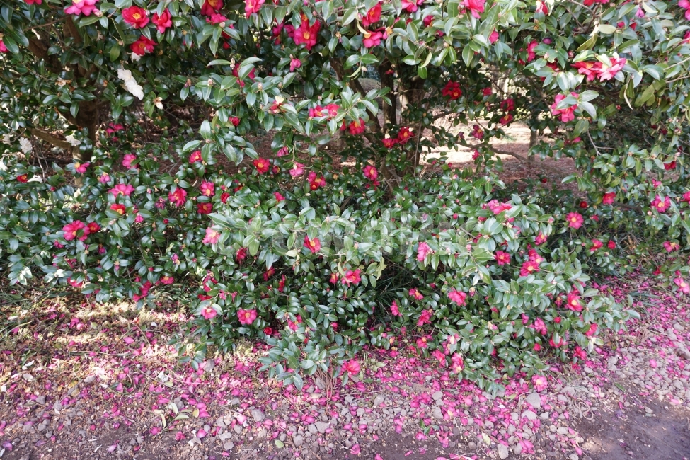 겨울,동백,꽃,자연사진,감성사진,식물,자연,plants,nature,꽃,flower
