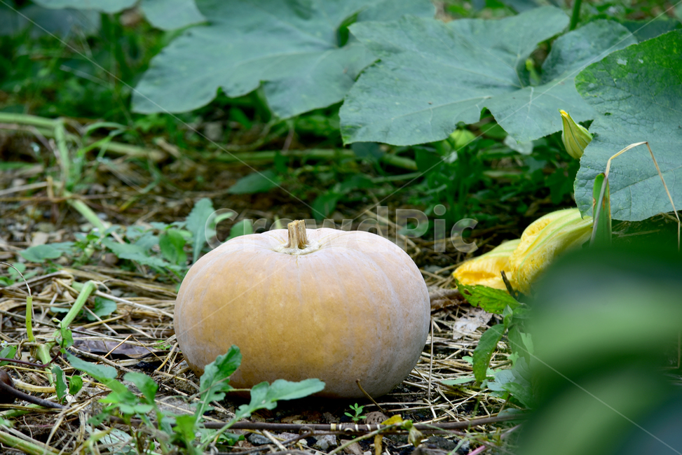 호박,호박잎,큰잎,호박꽃,늙은호박,큰호박,누런호박,호박열매,노란꽃,식물,pumpkin,flower,plant,leaf,식물,자연,plants,nature,과일,열매,fruit
