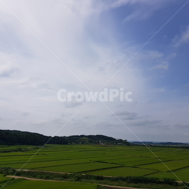 nature,자연,옥외,field,들,논,구름,하늘