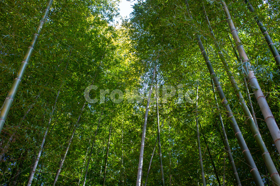 대나무,대나무숲,숲,울창,초록,식물,자연,nature,plants,나무,tree,bamboo,자연,풍경,nature,landscape,plant