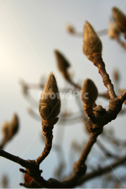목련,봉오리,식물,flower,plants,nature,꽃,꽃봉오리,봄,식물,자연,plants,nature,나무,trees,wood