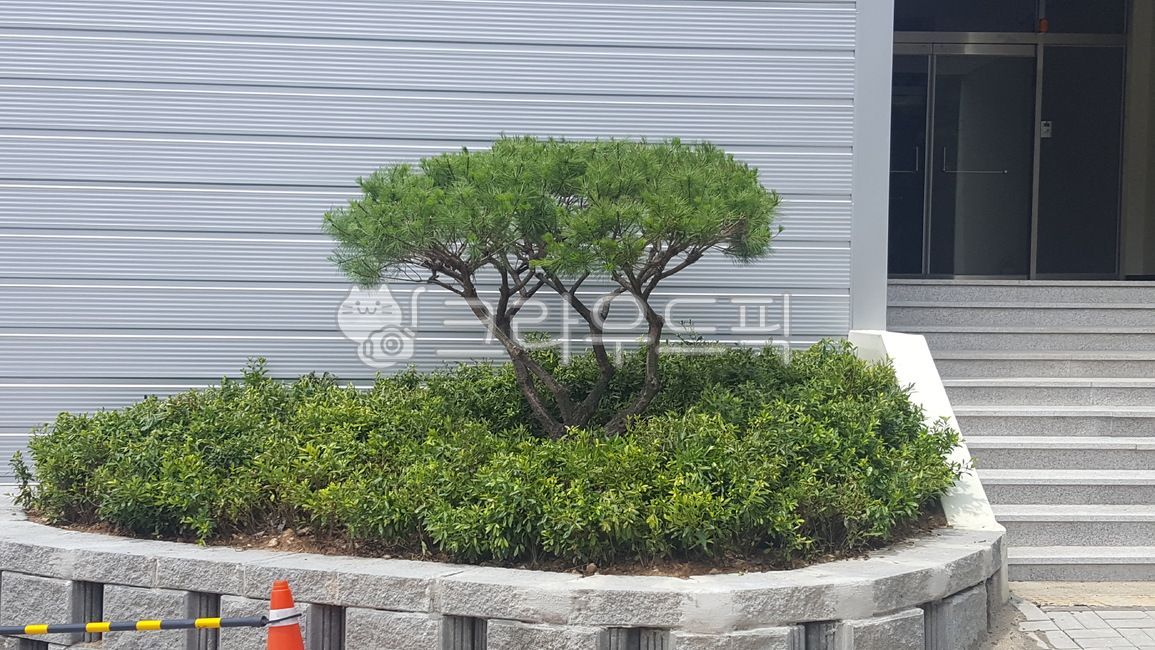 소나무,영산홍,조경,식재,수목,둥근,반송,둥근소나무,초록,자연,landscape,plant,tree,나무,식물