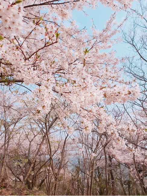봄,벚꽃,꽃,낭만,감성,평화,봄,계절,spring,season,plant,식물,blossom,flower,cherry blossom
