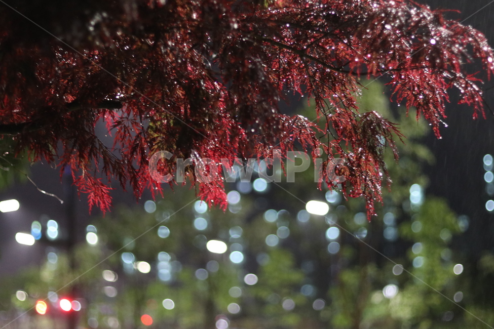 야경,홍공작나무,불빛,비,동네,봄,야경,밤,풍경,nightscape,night,landscape,식물,자연,plants,nature,plant,leaf,잎,tree,나무,maple,단풍